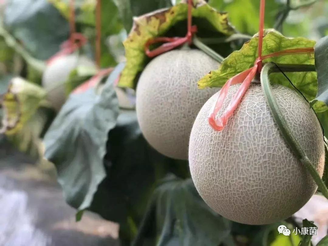 北海道网纹瓜 ,惊艳了这个夏天