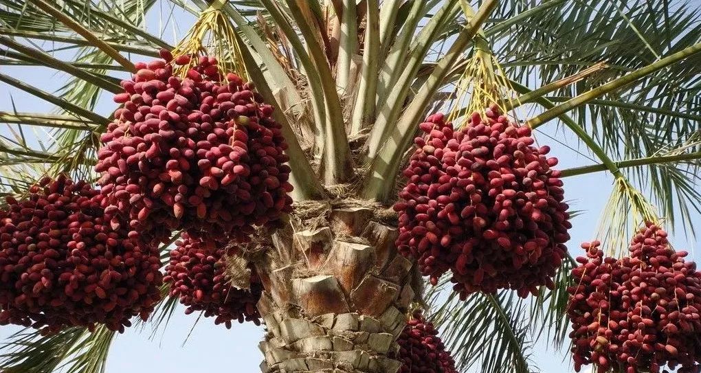 一组趣知识没有河流和湖泊的沙特阿拉伯沙特军队装备精良