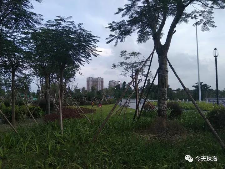 探点珠海白藤头社区公园游鱼飞鸟雨水花园爬山散步即将免费开放