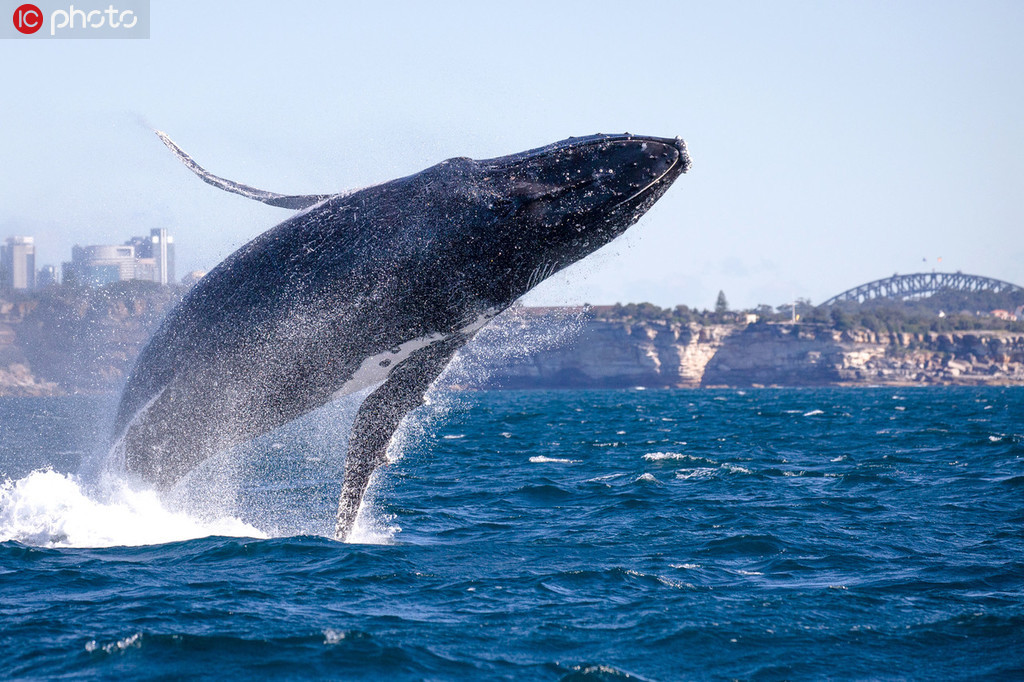 悉尼港湾30吨座头鲸跃出海面 游客近距离领略翻江倒海