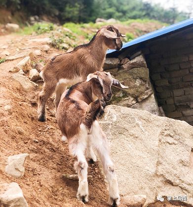 烤全羊特色农家菜景观别墅岳西人值得一去的好地方