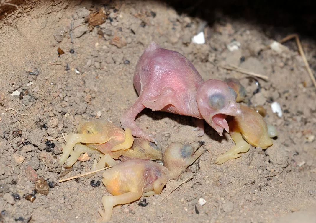 杀别家娃啃别家老这鸟从小就是恶魔