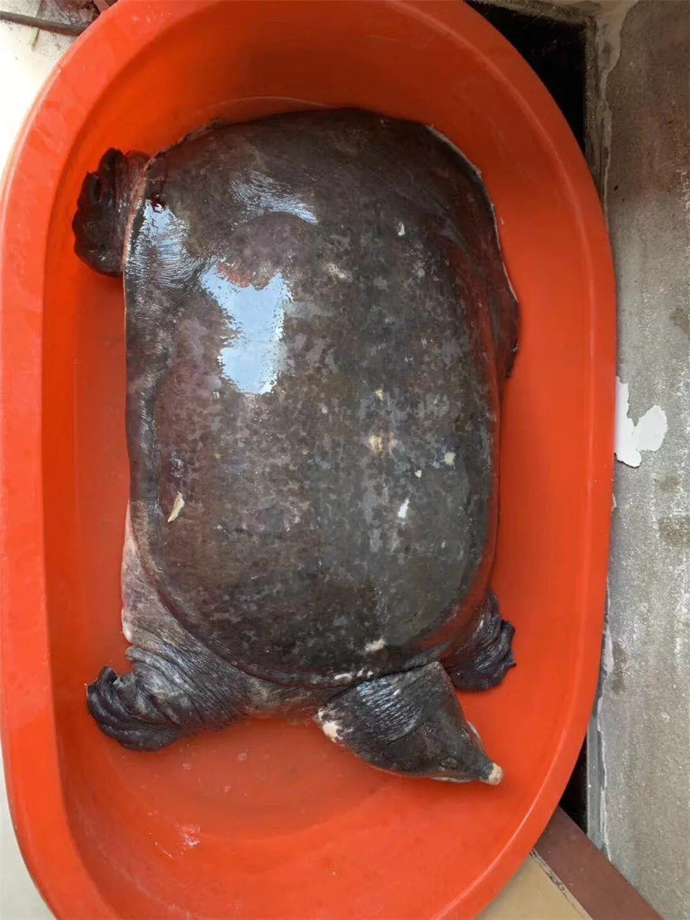 真的大!平湖渔民捕获50斤重巨型甲鱼 ,有人出价5万元拒卖