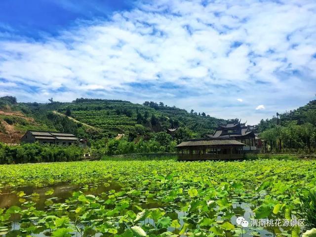 盛夏荷花正開時,休閒避暑相約渭南桃花源_景區