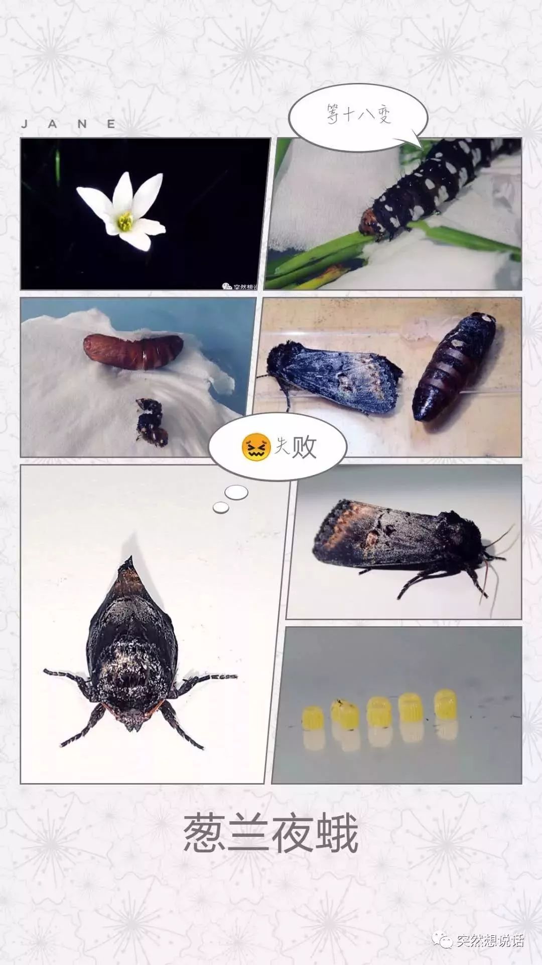 【你好!大自然】第112期:葱兰夜蛾竟也有高光时刻