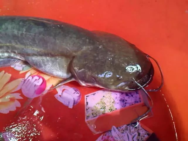 正宗黄河鲶鱼:又名胡子鲇,肥鱼,鲇鱼,黏鱼,生仔鱼,鲼鱼,显著特征是周