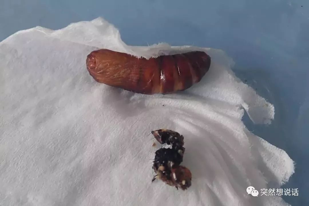 【你好!大自然】第112期:葱兰夜蛾竟也有高光时刻