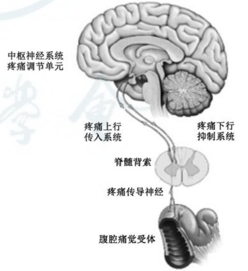 基层常见疾病诊疗指南慢性腹痛基层诊疗指南实践版2019