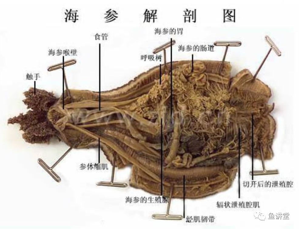 海参的结构图图片