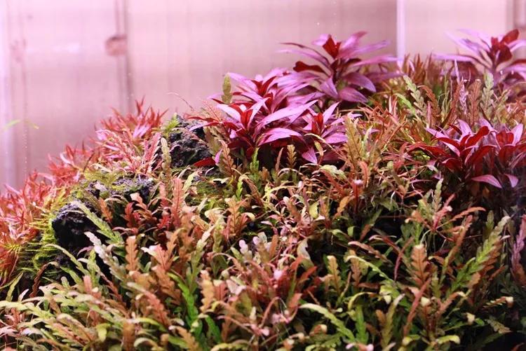 本色水景两个关于羽裂水蓑衣的水草缸水陆缸水草造景学习教程培训