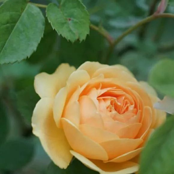 每日一花无名的裘德月季春夏秋季能多头开花