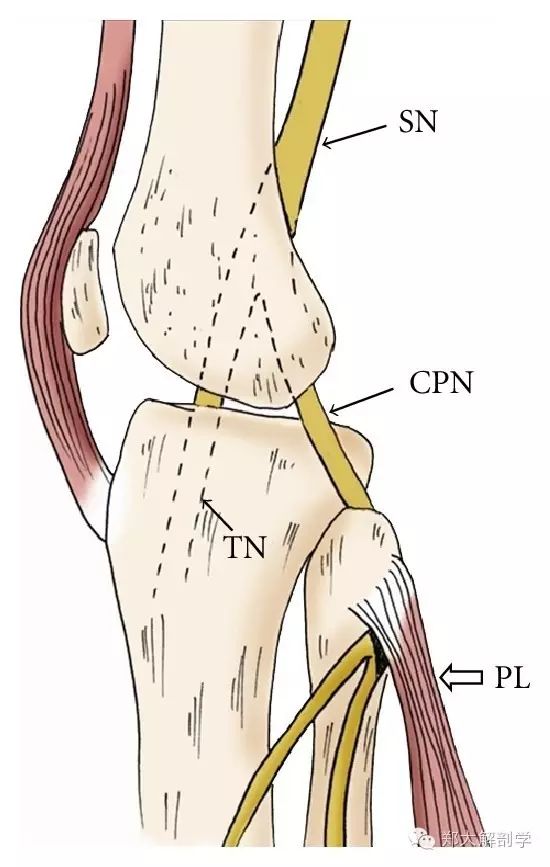 梨状肌下孔桡神经易卡压部位:旋后肌腱弓腋神经易卡压部位:四边孔肩胛