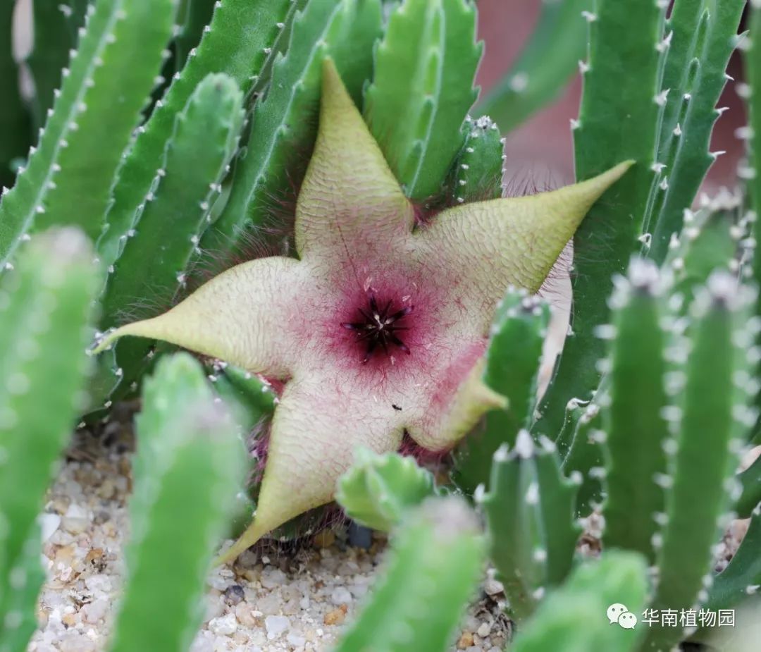 自带时尚豹纹的奇花大花犀角