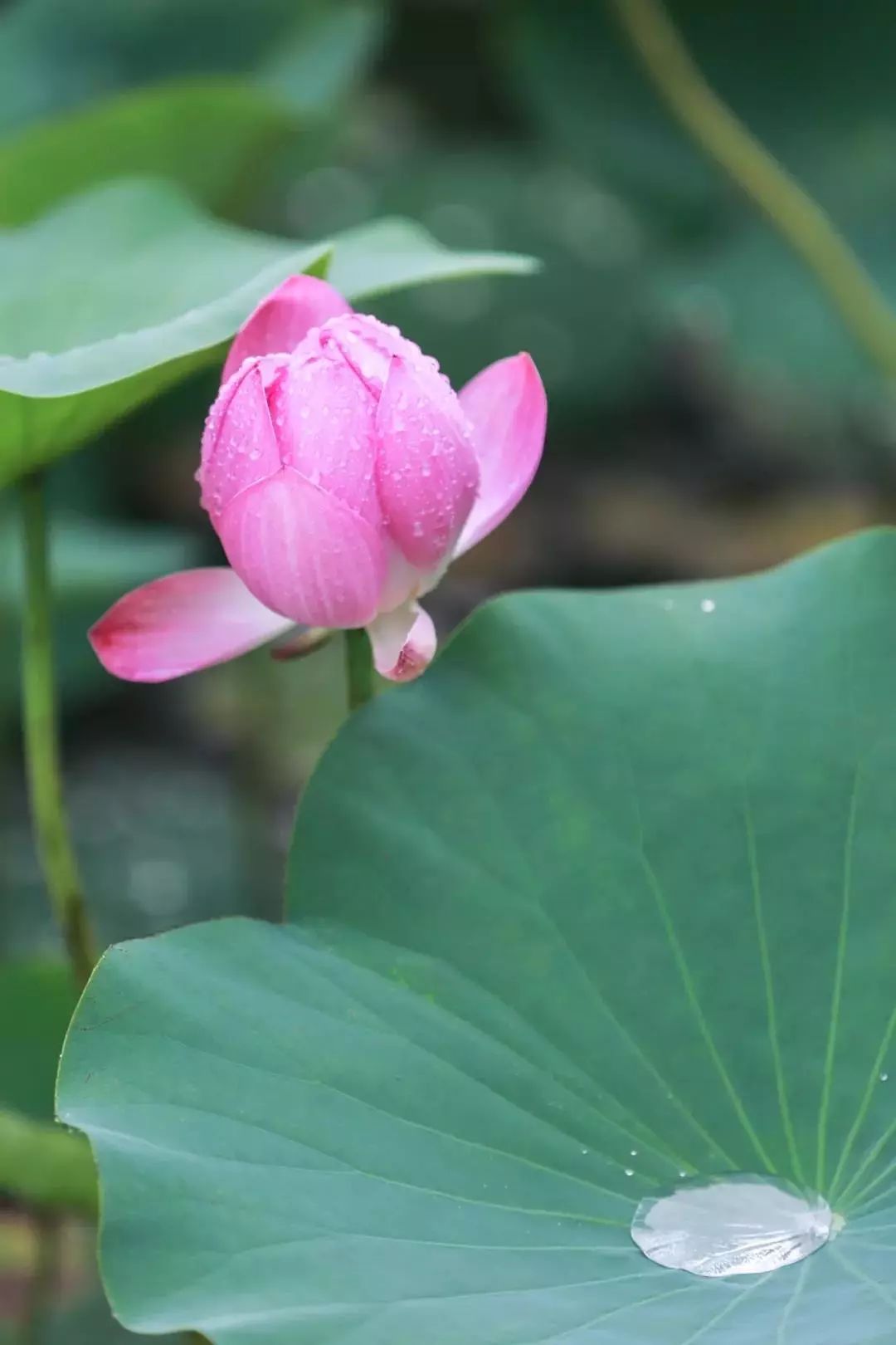 两寺渡公园里荷花悄然绽放等你来赏