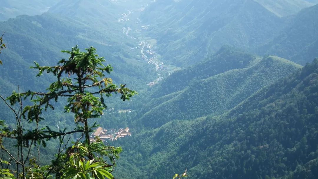 綠樹草地還是給我們帶來了許多清新之意最美道路青芝塢,翁家山的茶園