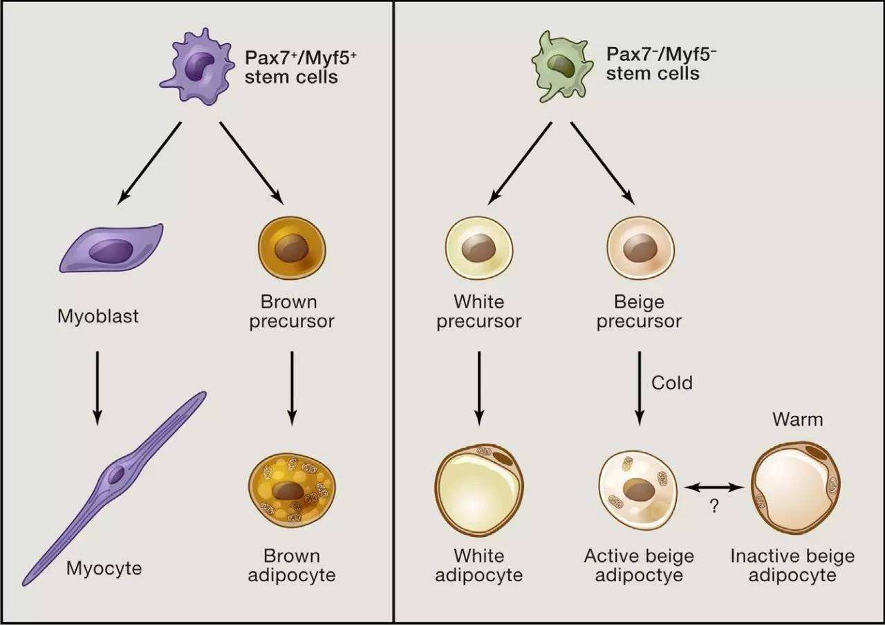 人体的脂肪细胞分为三种:白色脂肪,棕色脂肪和米色脂肪
