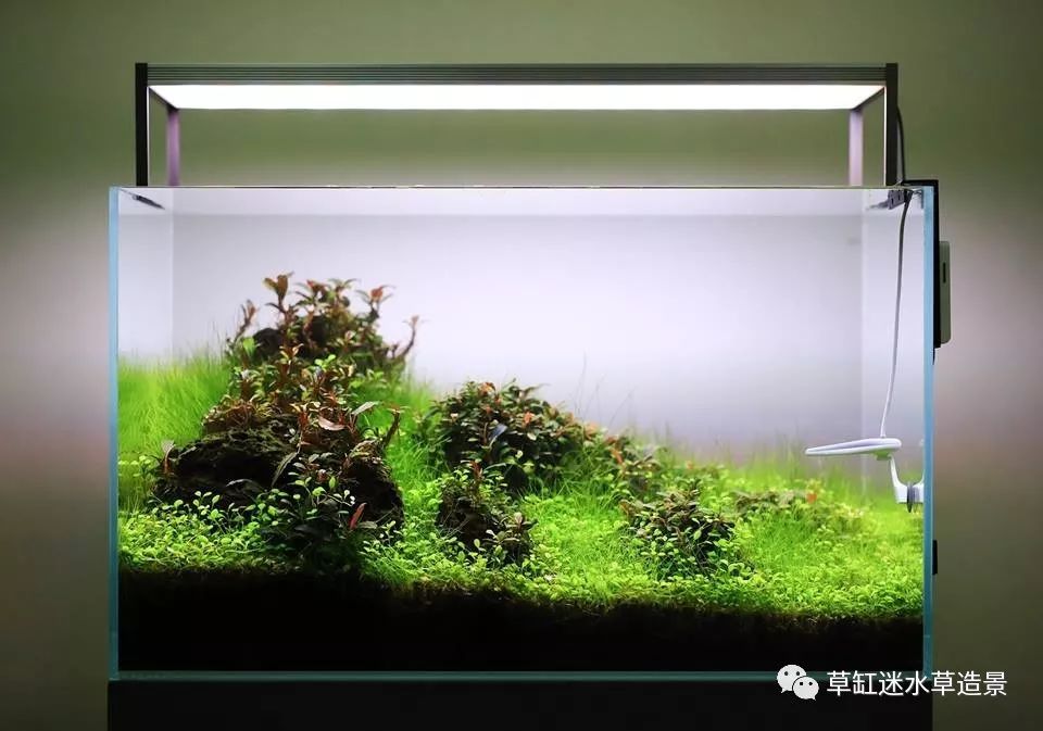 强势欣赏一些60cm草缸