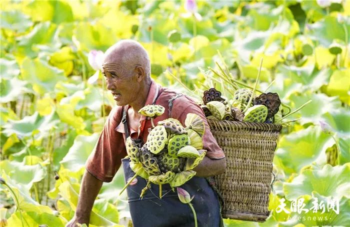 瓮背荷塘莲蓬丰收荷塘游人笑6969荷花美早有蜻蜓立上头荷花争艳