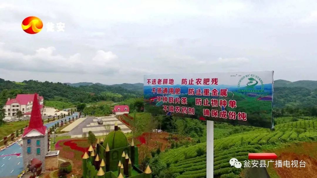 瓮安"欧标茶":深耕茶产业 做最干净的茶