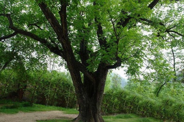 病害说明:核桃溃疡病一般在四月上旬开始发病,病害多发生于树干基部0