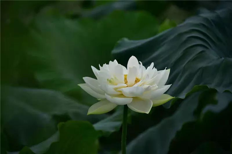 七月,巍山邀你共享清凉荷韵!