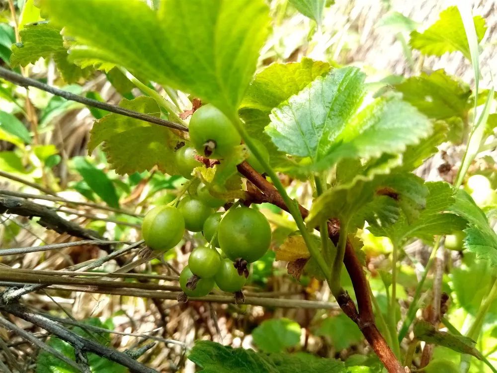 林区的这种野果泡酒好喝今年有望丰收