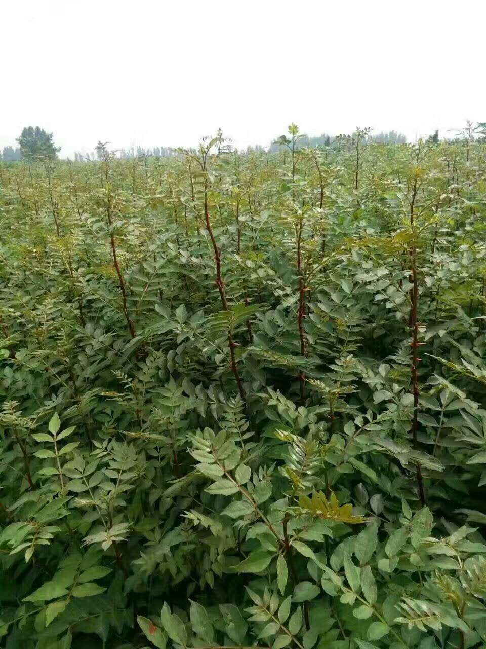 九葉青花椒苗品種介紹九葉青花椒苗畝產效益高