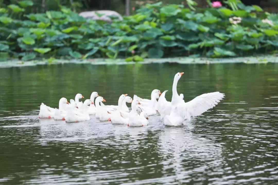 两寺渡公园里荷花悄然绽放等你来赏