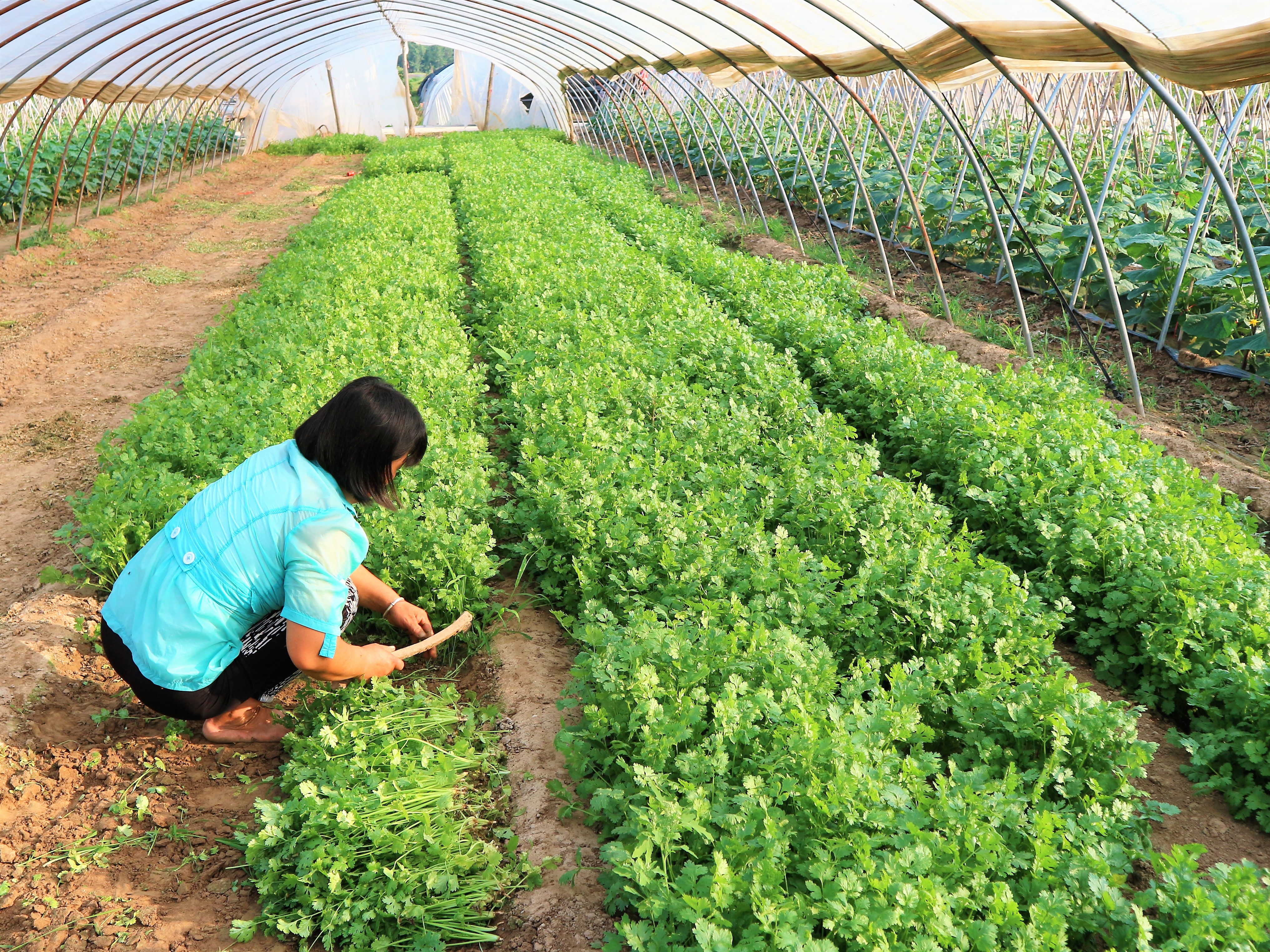 原創農民種植一種蔬菜,半畝地收入10000元,竅門在哪裡?