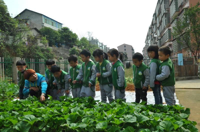 7月14日大自然幼儿园探园活动分享_益阳