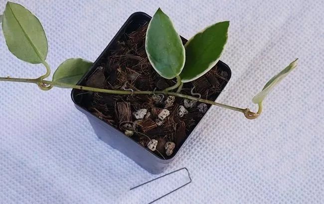 原创3种繁殖球兰的实用方法哪种适合你赶紧来培育几盆