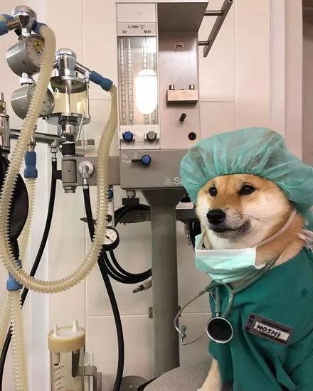 被这个宠物医生给帅到了.想找它治一下心病!