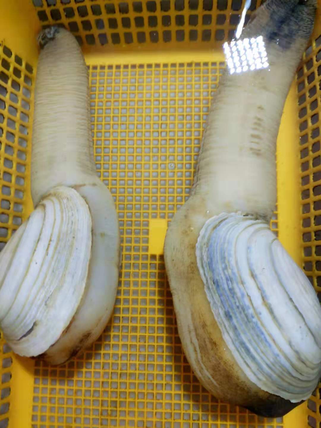 象拔蚌无论是切片生吃还是煮粥都非常鲜.