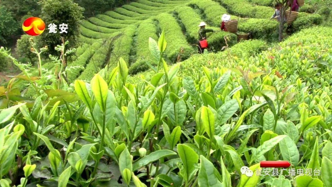 的地理,生态,环境优势,深耕茶产业,做精品茶文章,打响瓮安欧标茶品牌