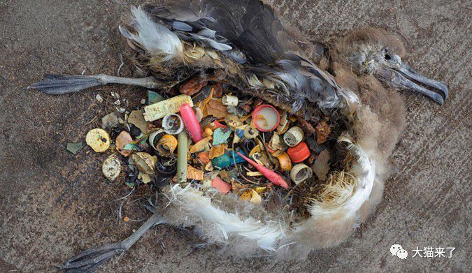 改变胡乱堆放生活垃圾的习惯和减少对塑料的使用,那么许多野生动物的