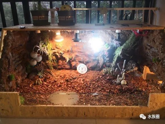 千万不要怀疑跟着水族圈来看龟龟造景