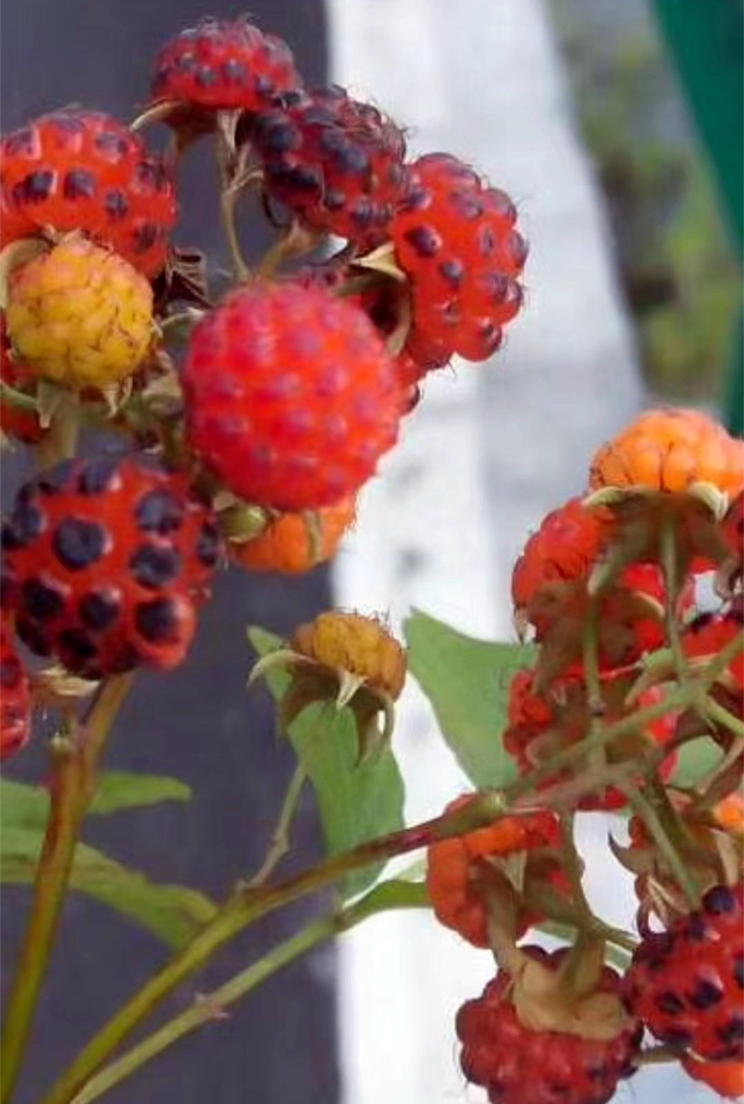 星连文学社诗话之看图题诗刺果儿