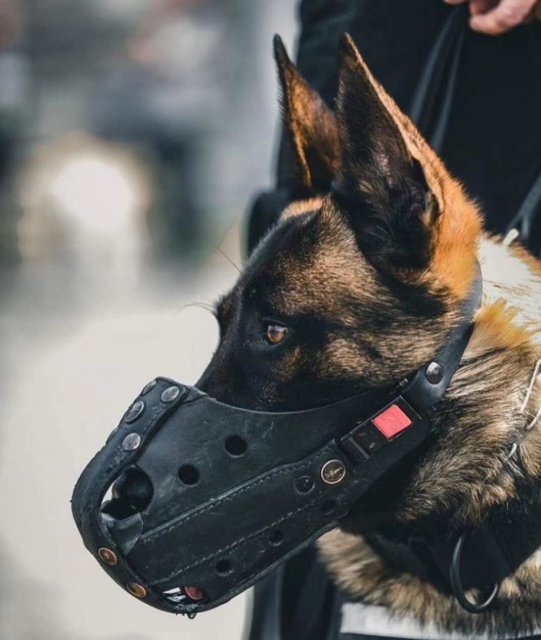 狗狗成为超级英雄的背后,竟是充满了艰辛,一只警犬的诞生竟是要经历