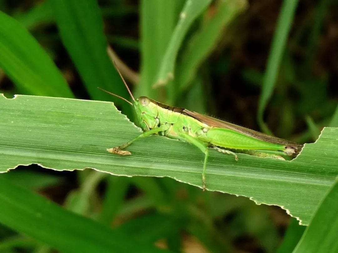 自贡这些童年神兽你们还记得多少