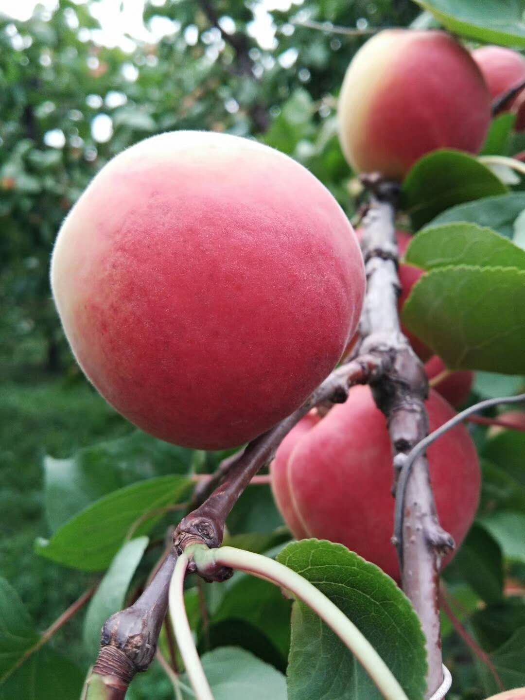 巨蜜王杏树苗特点大个头晚熟