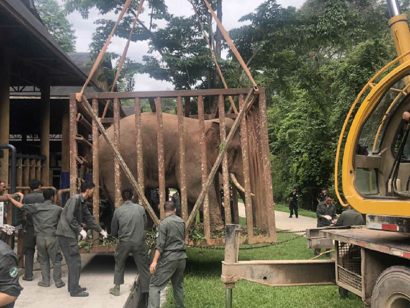 亚洲野象"纳文"扰民引恐慌 特警协同森林公安成功将其捕获