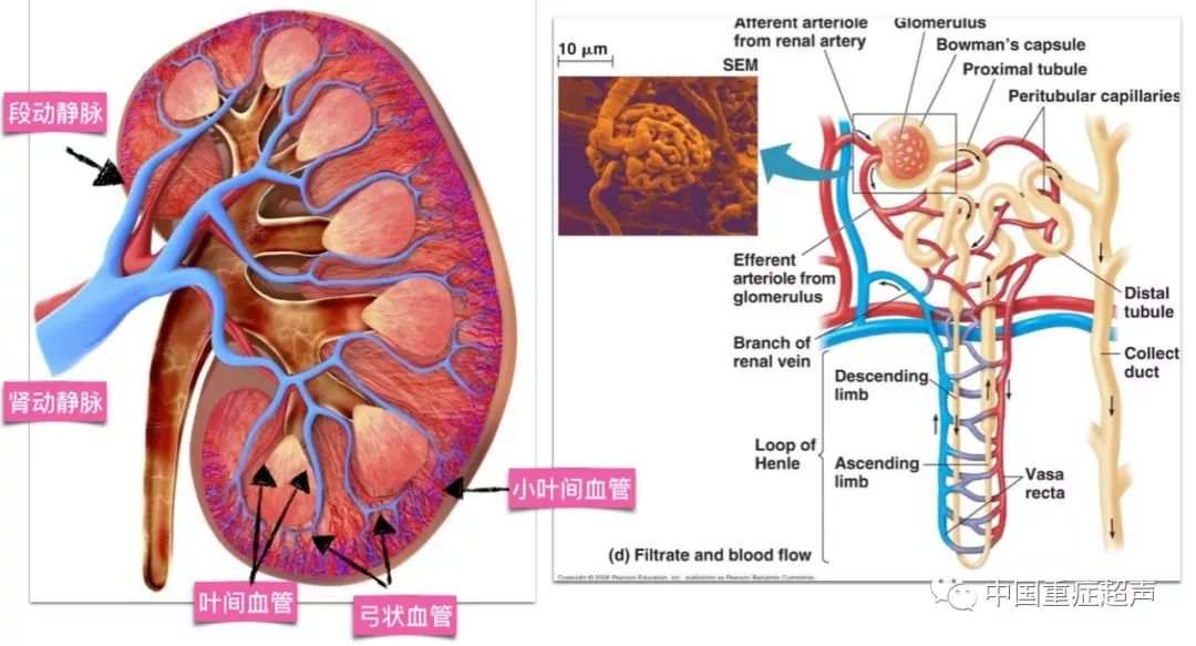 肾叶间动脉图片