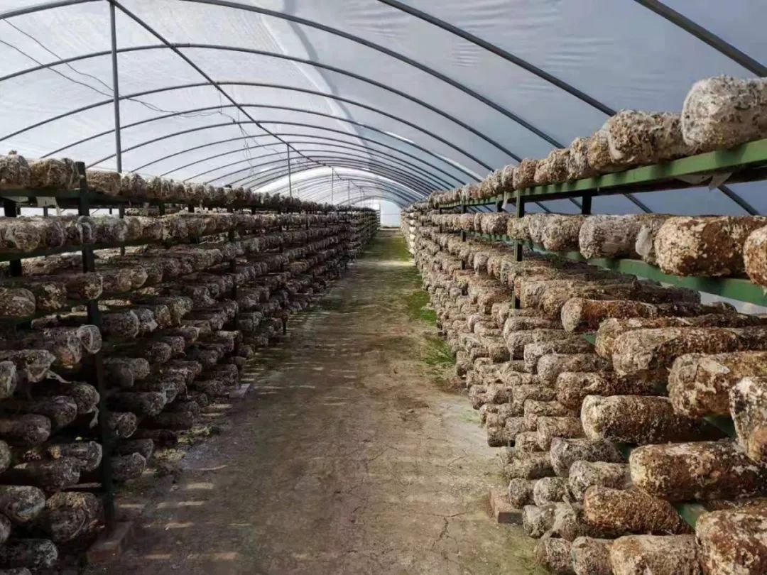 我努力成长只为您桌上的那一口醇香清水香菇