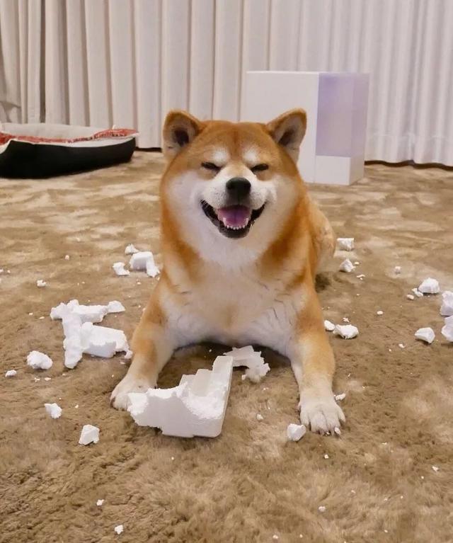 行走的表情包治愈系柴犬被喻微笑天使灿笑暖人心