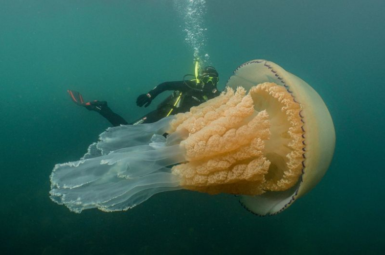 英国潜水员发现巨型水母 和成人同样大小