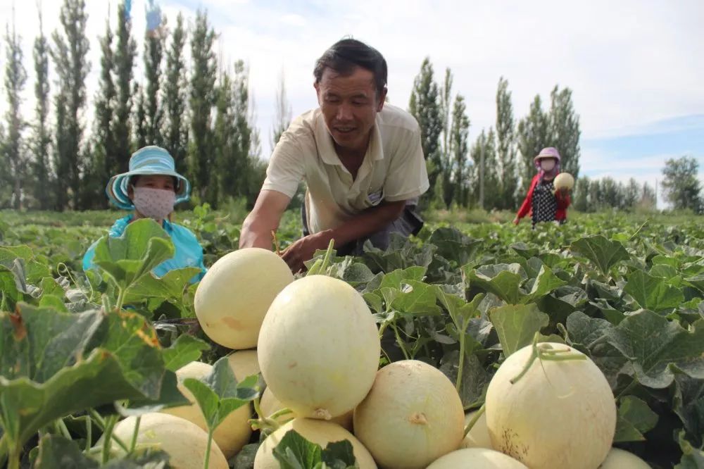 明后两天玄奘广场注定人声鼎沸一片欢乐的海洋中国瓜州第七届蜜瓜枸杞