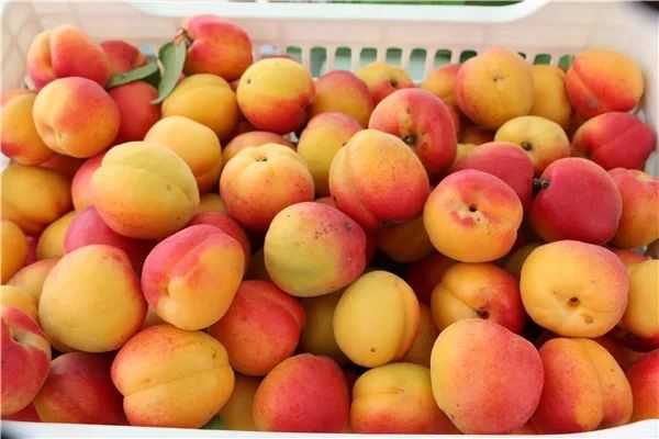 杏子种类中最为普遍当属甘甜味美的杏子众多的瓜果中风景旖旎瓜果飘香