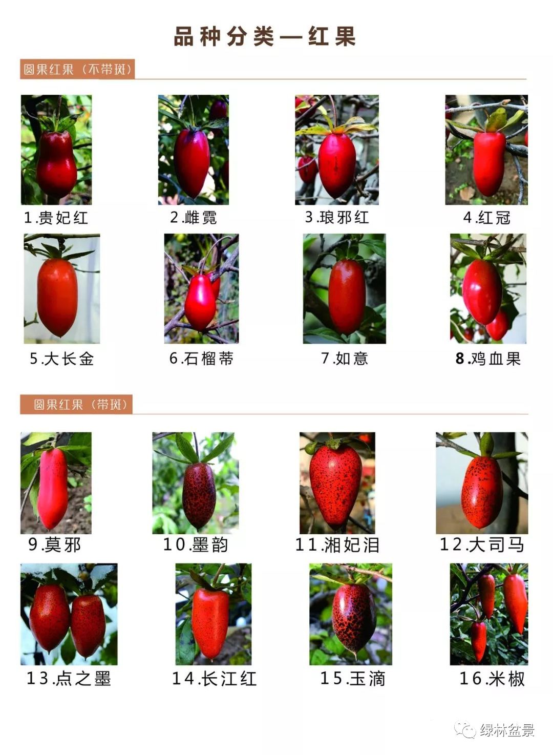 这是我见过最全的老鸦果型大全总共有100多种不同的果型