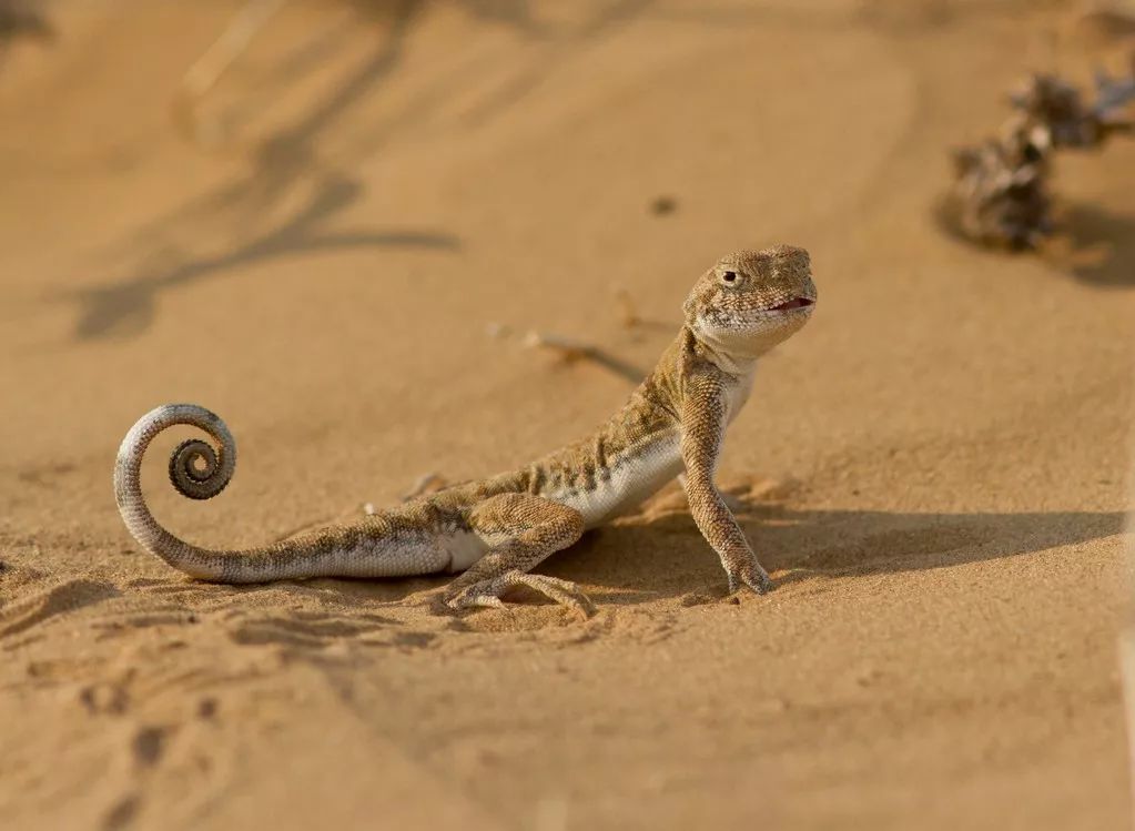 沙漠上的四足动物图片