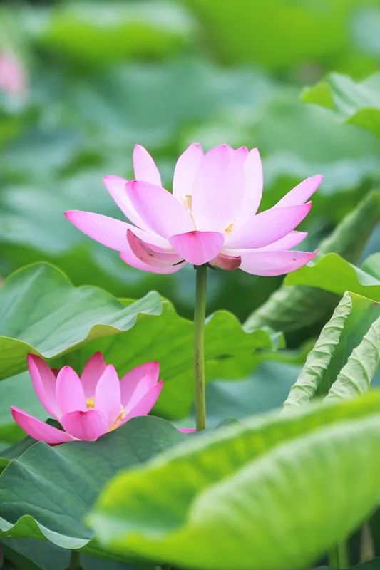 两寺渡公园里荷花悄然绽放等你来赏